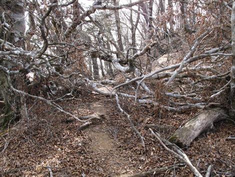 20190108hike (317)